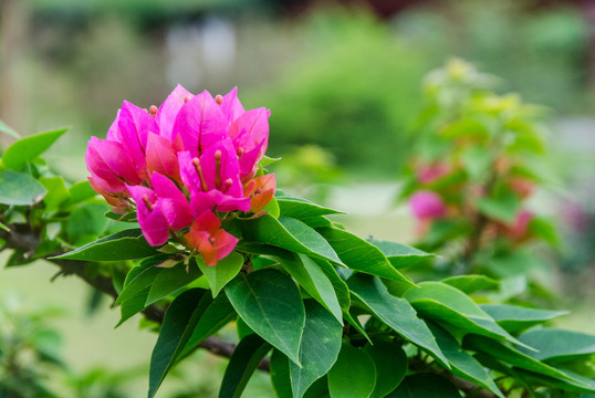 叶子花