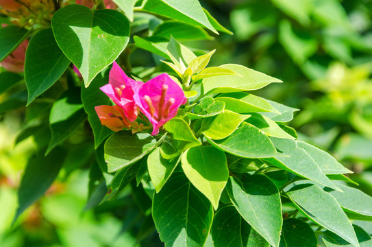 叶子花