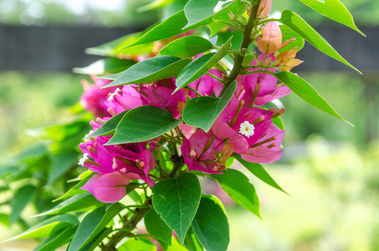 叶子花