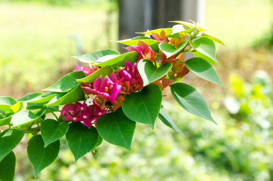 叶子花