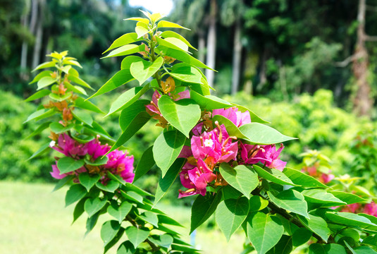 叶子花