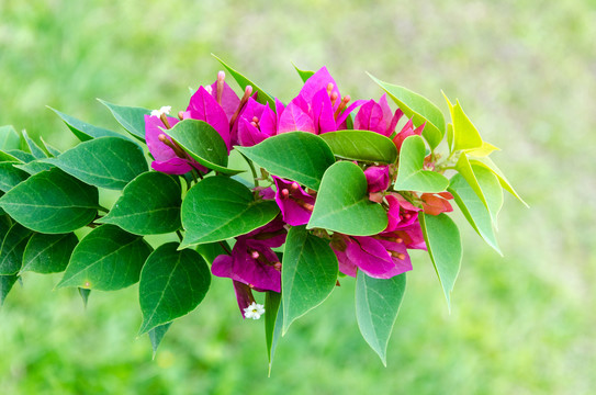叶子花