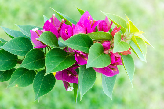 叶子花