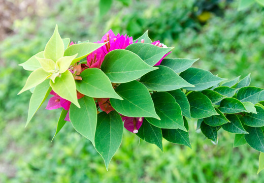 叶子花