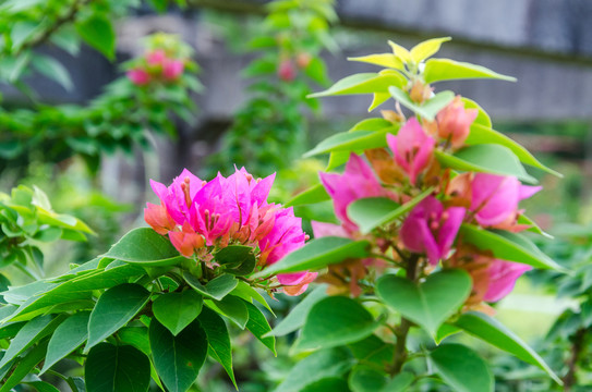 叶子花