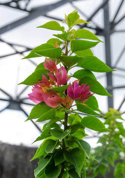 叶子花