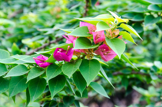 叶子花