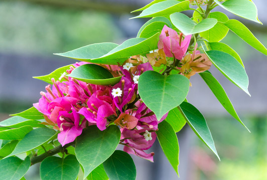叶子花