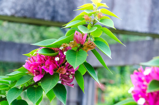 叶子花