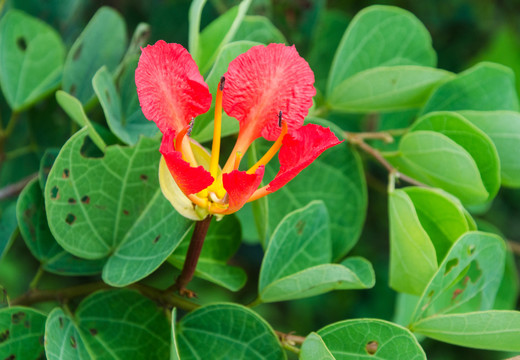 橙花羊蹄甲