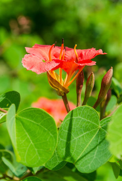 橙花羊蹄甲