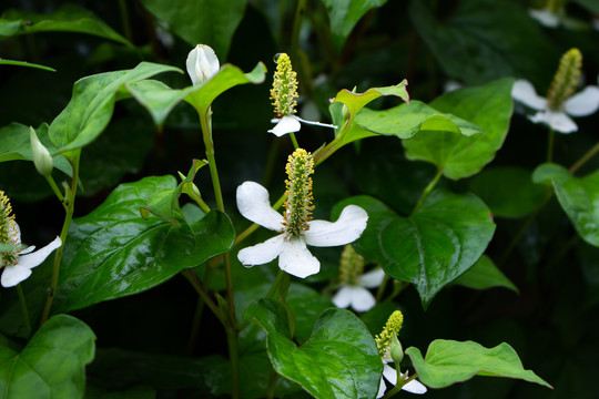 鱼腥草