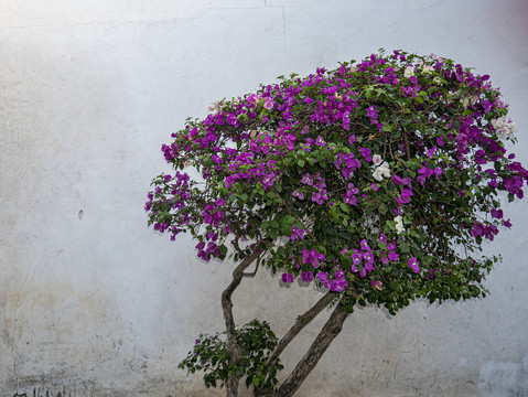 杜鹃花
