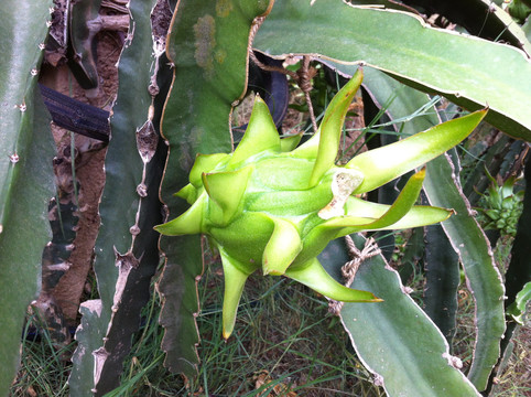 火龙果种植基地