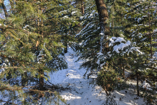 雪松大雪积雪