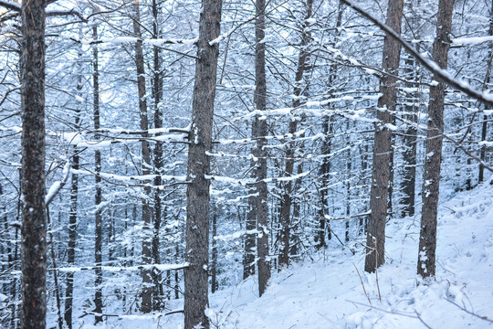 雪松大雪积雪