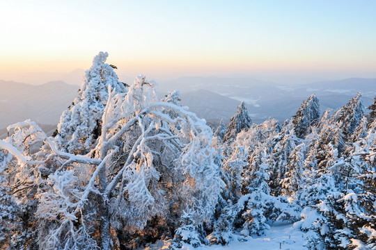 雪松大雪积雪