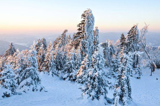 雪松大雪积雪