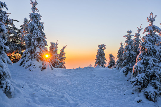 雪松大雪积雪夕阳