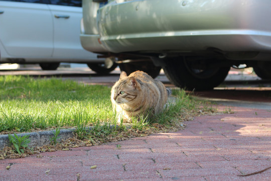 怀孕母猫野猫狸花猫