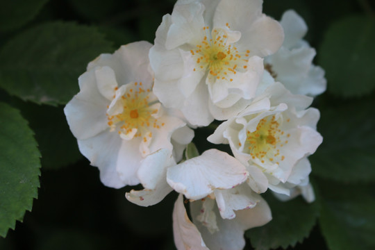 白色蔷薇花微距特写
