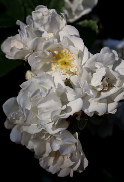 白色蔷薇花微距特写