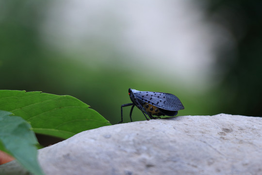 斑衣蜡蝉