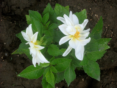 大丽花