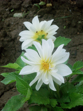 大丽花