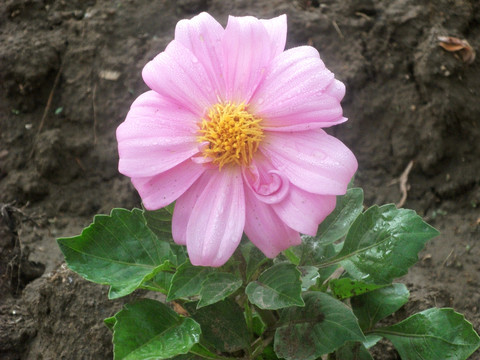 大丽花