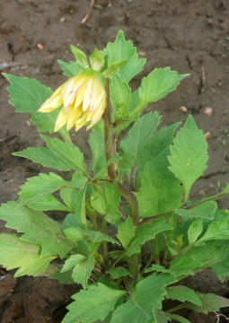 大丽花花蕊