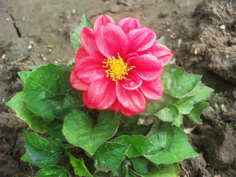 大丽花