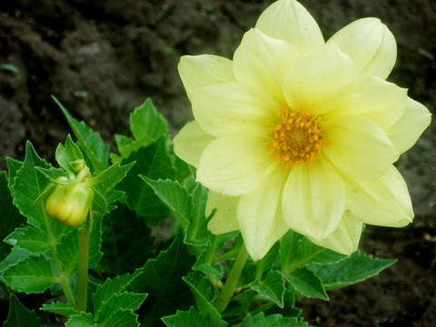 大丽花