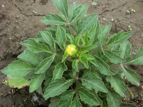大丽花花蕊