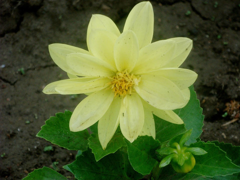 大丽花