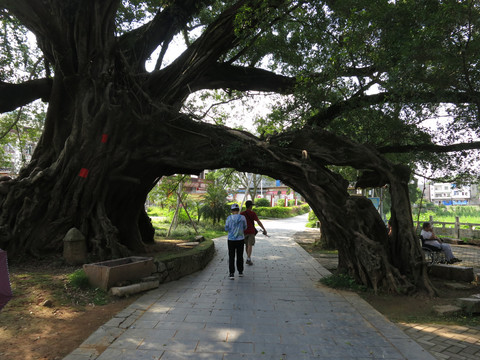 大榕树