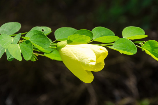 黄花羊蹄甲