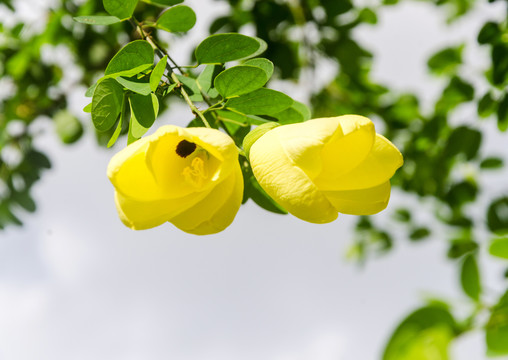 黄花羊蹄甲