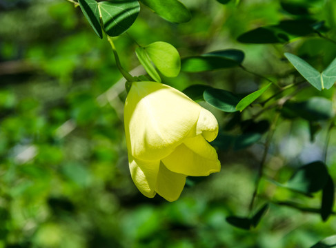 黄花羊蹄甲