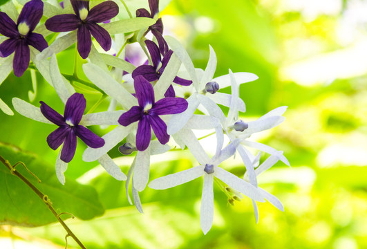 蓝花藤