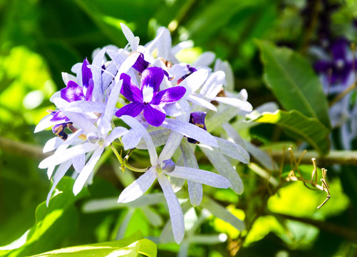 蓝花藤