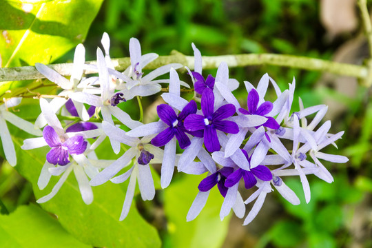 蓝花藤