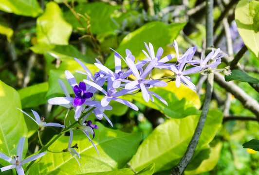 蓝花藤