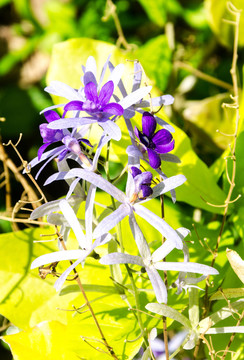 蓝花藤