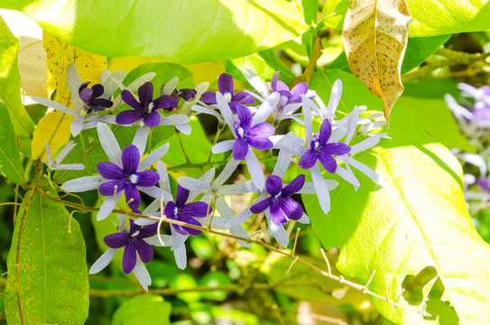 蓝花藤