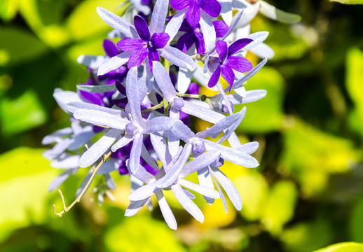 蓝花藤