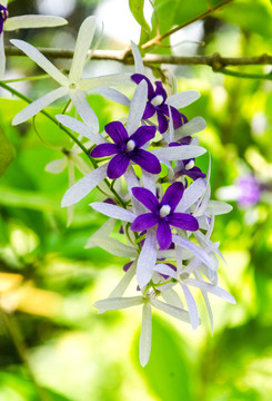 蓝花藤