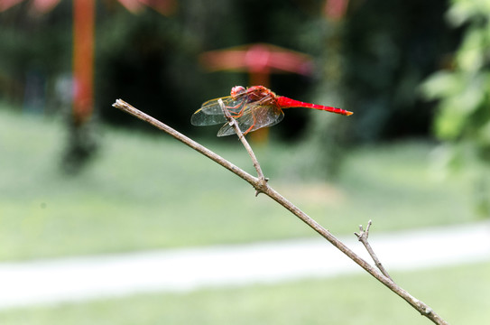 蜻蜓