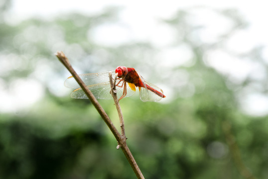 蜻蜓
