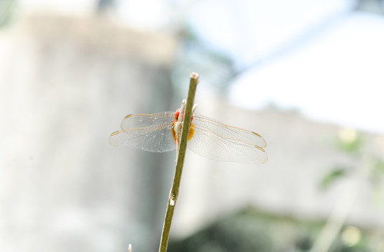 蜻蜓